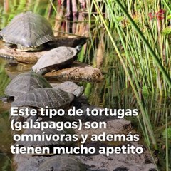 ¿Qué comen las tortugas de agua?