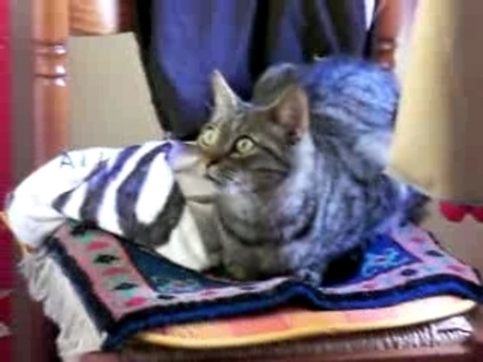chat n°1 mondial