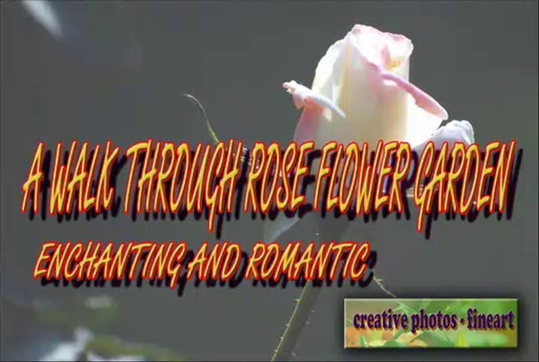A WALK THROUGH ROSE FLOWER GARDEN