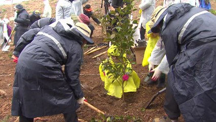 나무 심기로 하나 되는 '숲 속의 한반도' / YTN