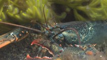 MIT Scientists Are Looking to the Lobster to Create Superhero-Like Armor