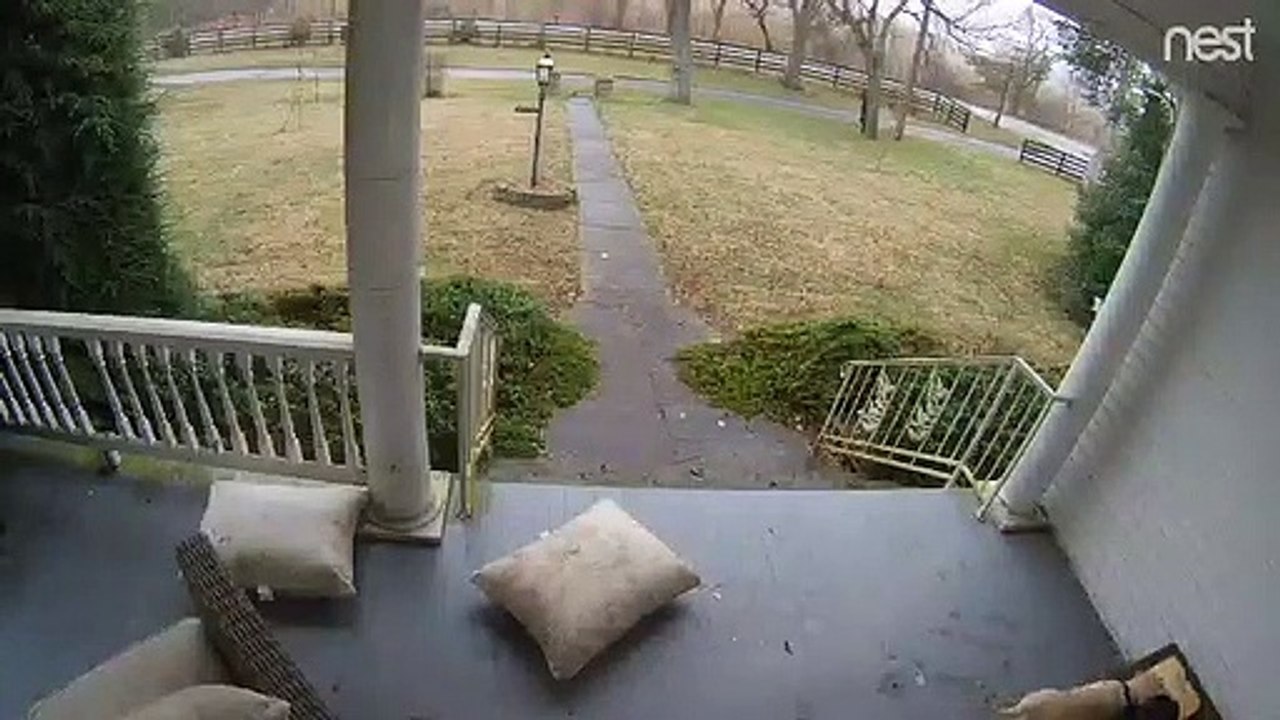 On a trouvé qui volait les colis de cette maison du Kentucky : c'est un chien errant