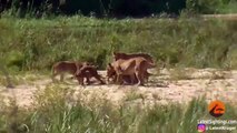 Regardez qui vient défendre ce lézard contre un lionceau