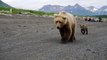 Ces russes tombent sur un énorme ours et son petit... Terrifiant