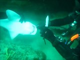 Un requin approche d'un plongeur pour demander de l'aide
