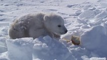 Ces explorateurs rencontrent un bébé ours polaire perdu