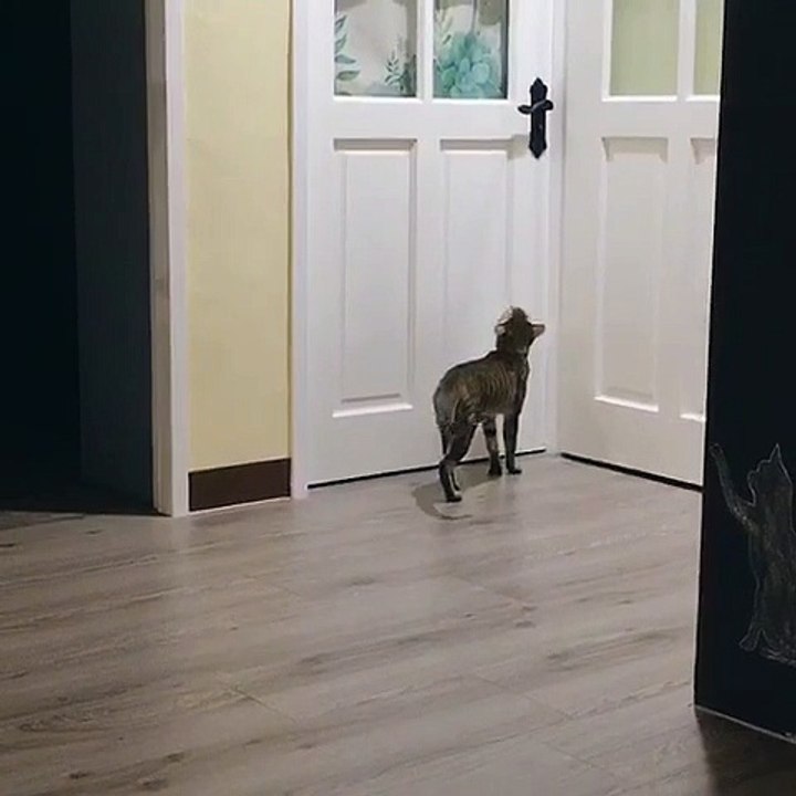 Crafty Cat Can Open the Door