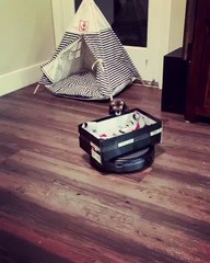 Ferret Goes For a Vacuum Robot Ride