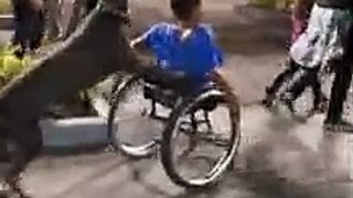 Un chien pousse un fauteuil roulant