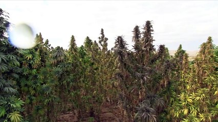 Combat Obscura Trailer #1 (2019) Miles Lagoze Documentary Movie HD