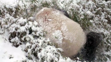 Giant pandas in the snow Feb. 20, 2019