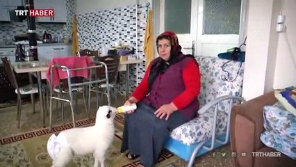 Evde besledikleri kuzuya bebek gibi bakıyorlar