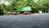 Elephant Family Walk Through Car Park