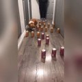 Corgi Walks Through Maze Made of Cans
