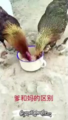 Dişi ve Erkeğin Farkı