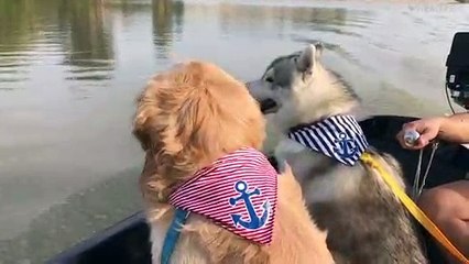 Doggies Enjoy River Boat Ride