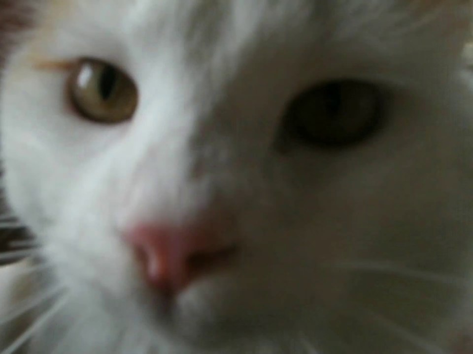 Butterscotch The Cat