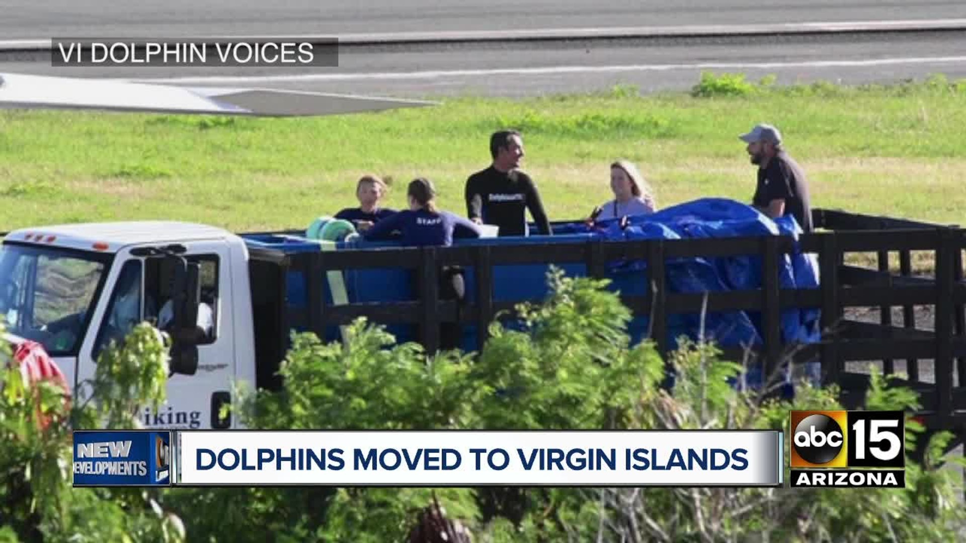 ⁣Dolphins moved to St. Thomas