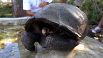 '멸종 위기' 갈라파고스 거북, 113년 만에 발견 / YTN