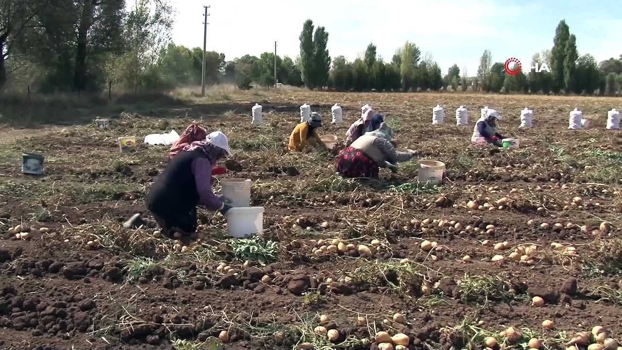 Dünyada patates üretimi yapan ülkelerde “Patates Siğili Hastalığı”  görülüyor.