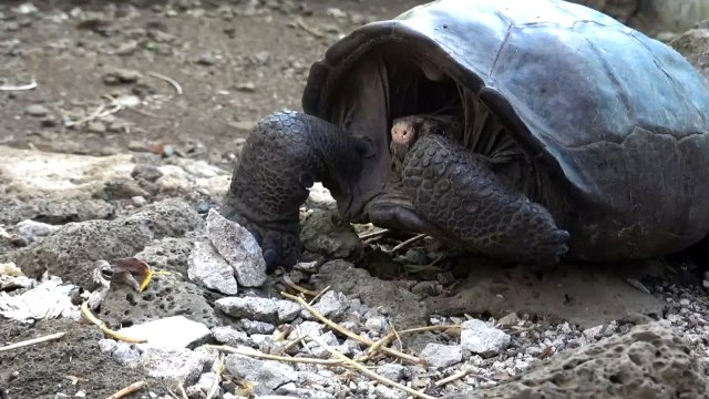 Giant tortoise thought to be extinct discovered in Galapagos