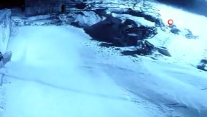 Köye inen aç kurtlar köpeğe saldırdı