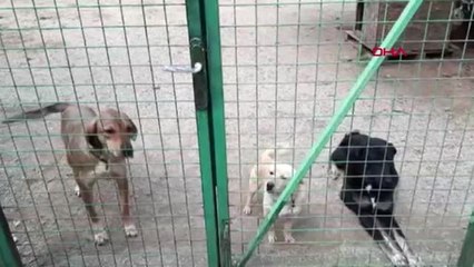 Muğla Sokak Hayvanları İçin Kulaç Atacaklar