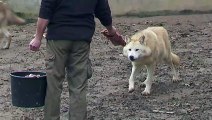 Première meute de loups  (copyright Pairi Daiza)