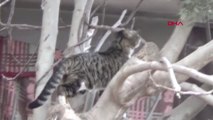 Gaziantep Ağaçta Mahsur Kalan Kediyi İtfaiye Kurtardı
