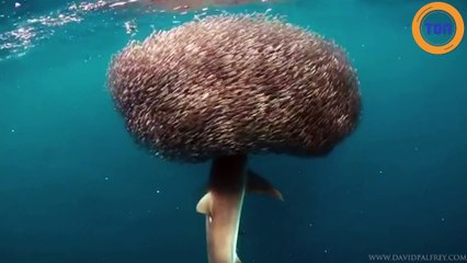 L'incroyable vidéo d'un requin qui s'approche d'une "boule" de poissons !