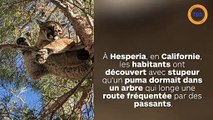 Les pompiers ont été appelés pour venir chercher un puma qui dort dans un arbre !