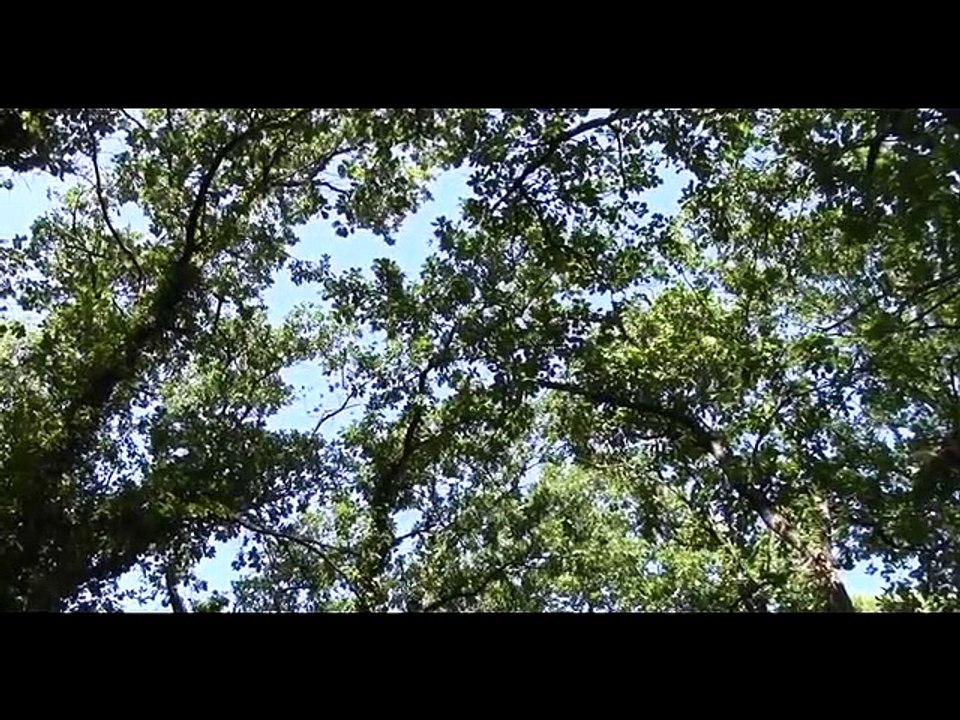 Qigong pour regeneration Version ABREGEE