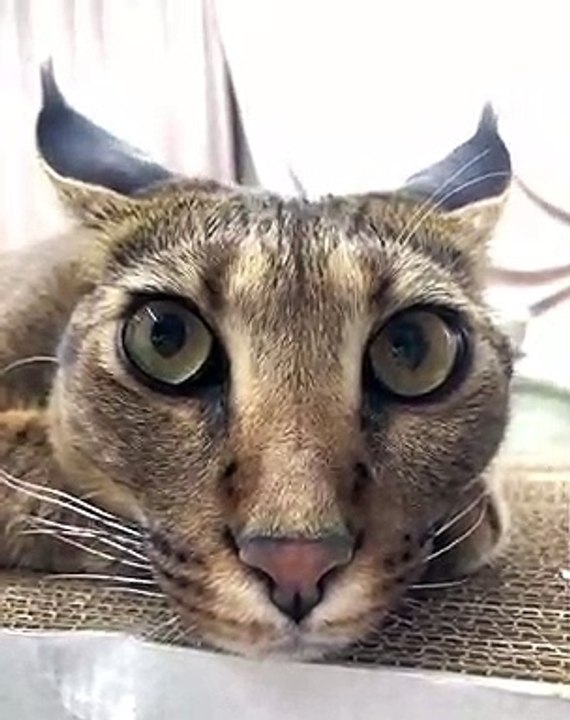 Ce chat vous souhaite une belle journée