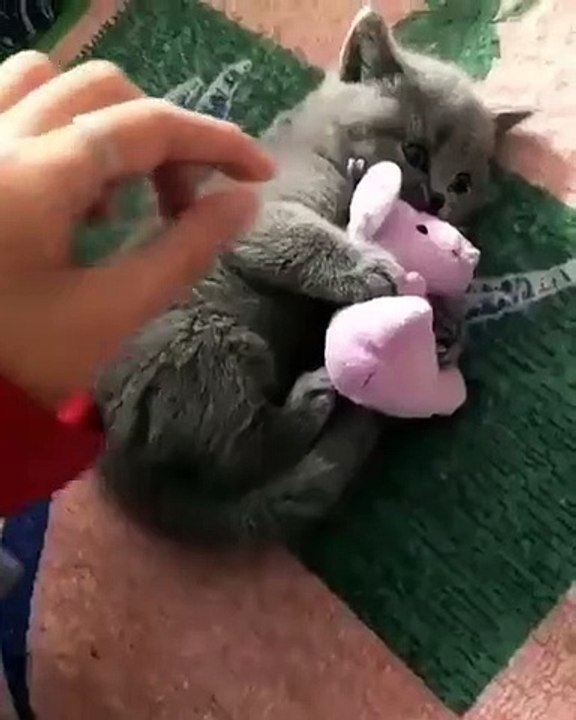 Ce chaton tient beaucoup à cette peluche
