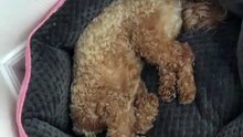 Découvrez la réaction soudainne de ce chiot
