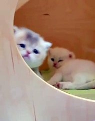 Deux mignons chats super adorables