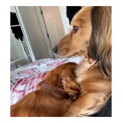 Mignon chiot avec sa maman Chienne