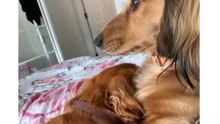 Mignon chiot avec sa maman Chienne
