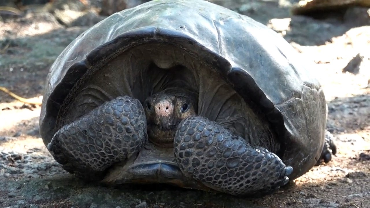 Sie lebt doch! Ausgestorbene Riesenschildkröte wiederentdeckt