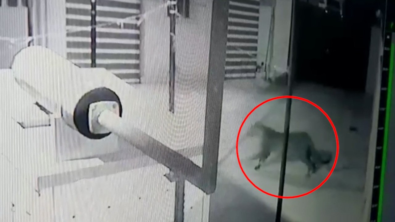 Leopard enters Bhubaneshwar airport, caught after 48-hour hunt