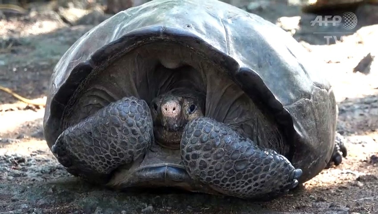 Sie lebt doch! Ausgestorbene Riesenschildkröte wiederentdeckt