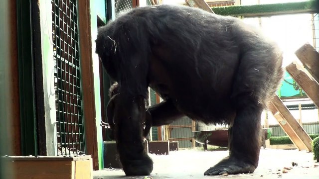 Un bébé gorille fait la joie d'un parc zoologique de la Loire