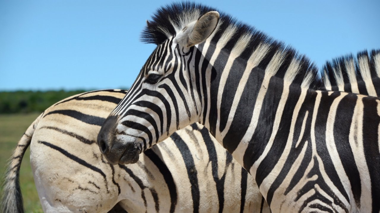 Why Do Zebras Have Stripes?