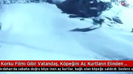Köpeğini yem etmedi! 4 kurda tek başına kafa tuttu