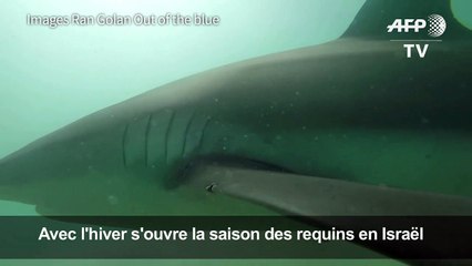 Avec l'hiver s'ouvre la saison des requins en Israël