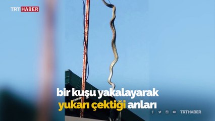 Avustralya'da antenden sarkan piton kuşu yakaladı