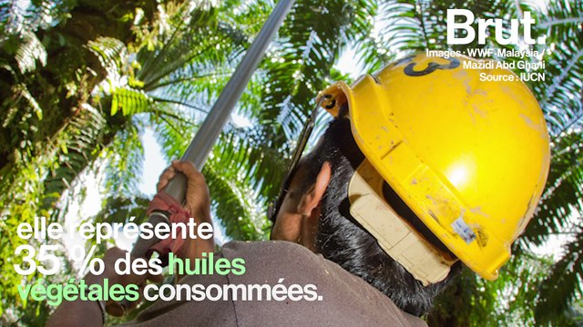 Par quoi remplacer l'huile de palme ?