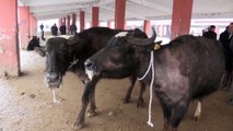 Doğu Anadolu'da kış -Canlı hayvan pazarı - AĞRI