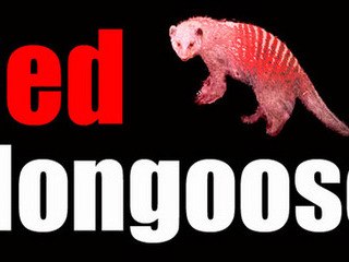 Red mongoose test3