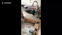 Desperate for a cuppa: golden re-tea-ver tries to grab box from countertop